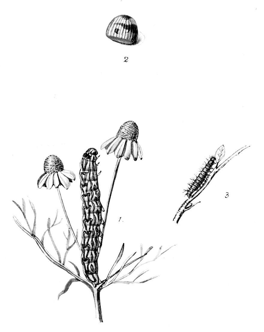 Plate 23