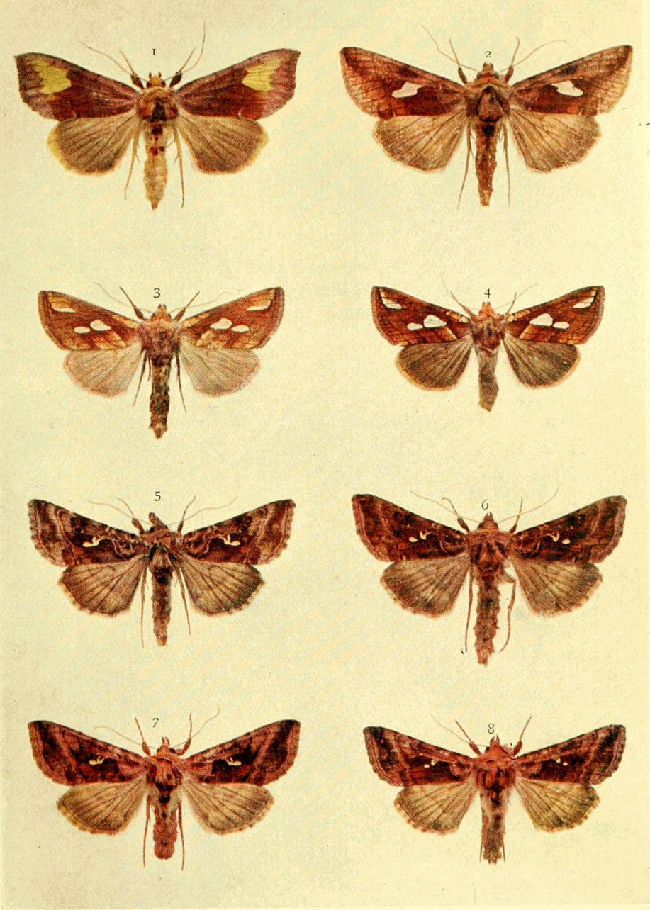 Plate 24