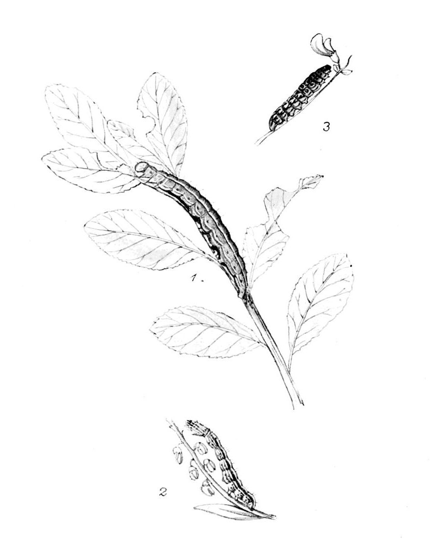 Plate 25