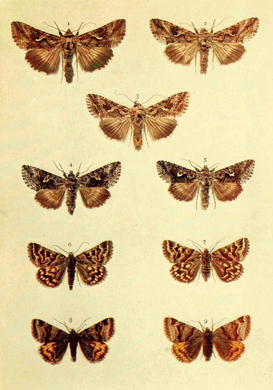 Plate 26