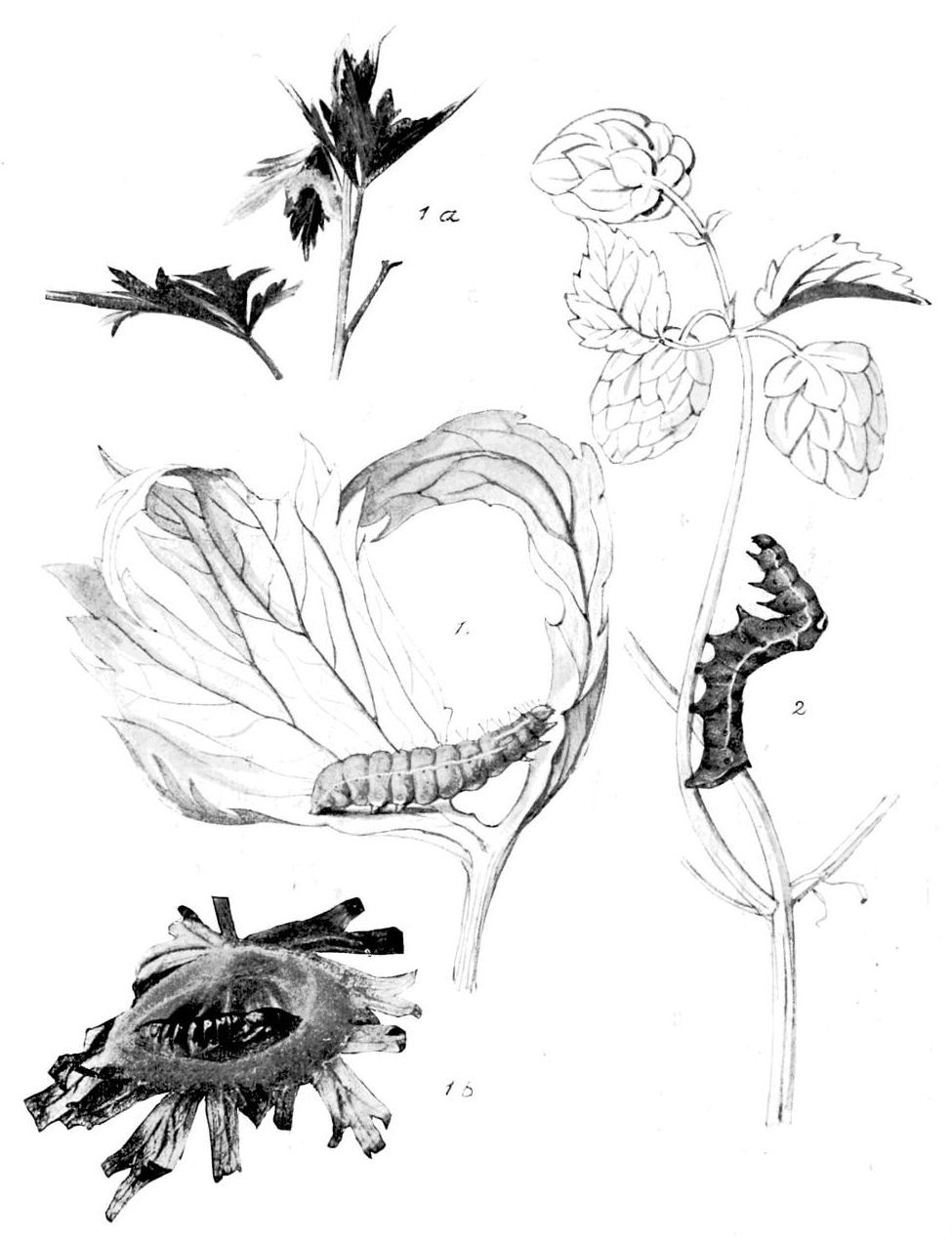 Plate 27