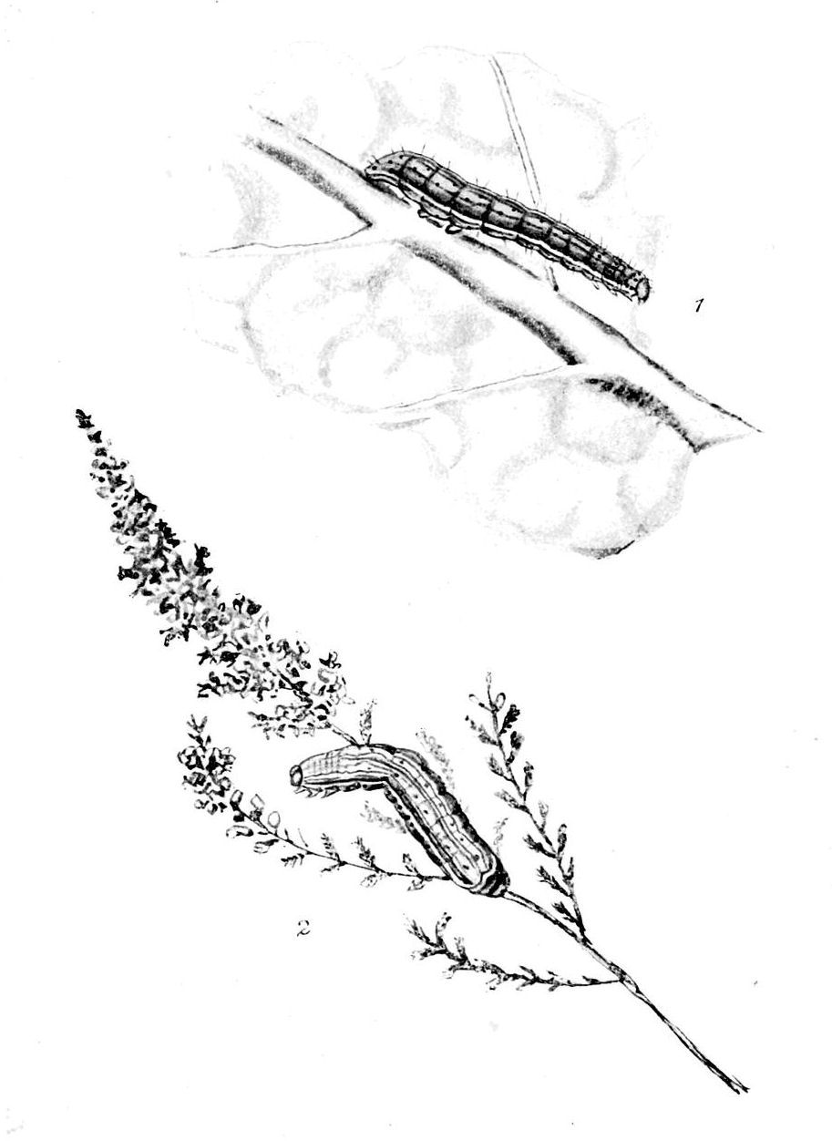 Plate 28