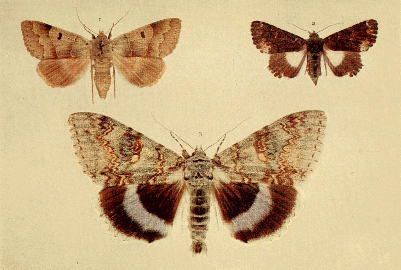Plate 29