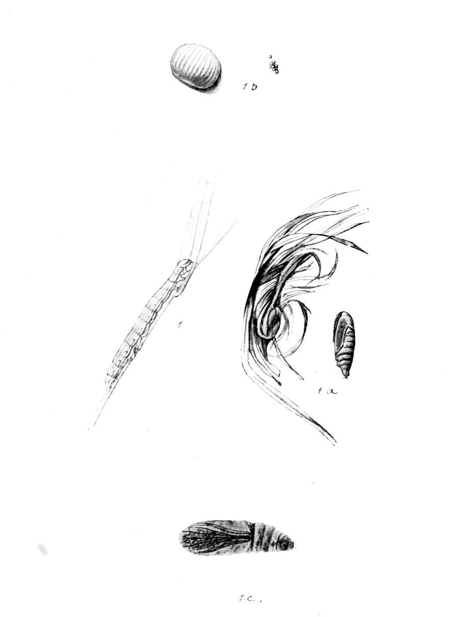Plate 30