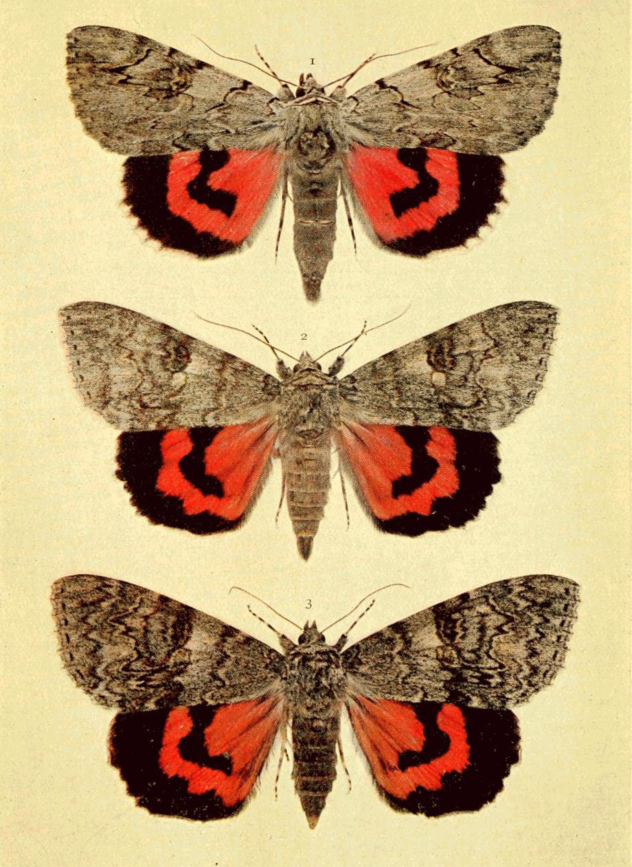 Plate 31