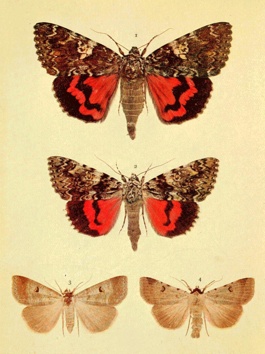 Plate 32