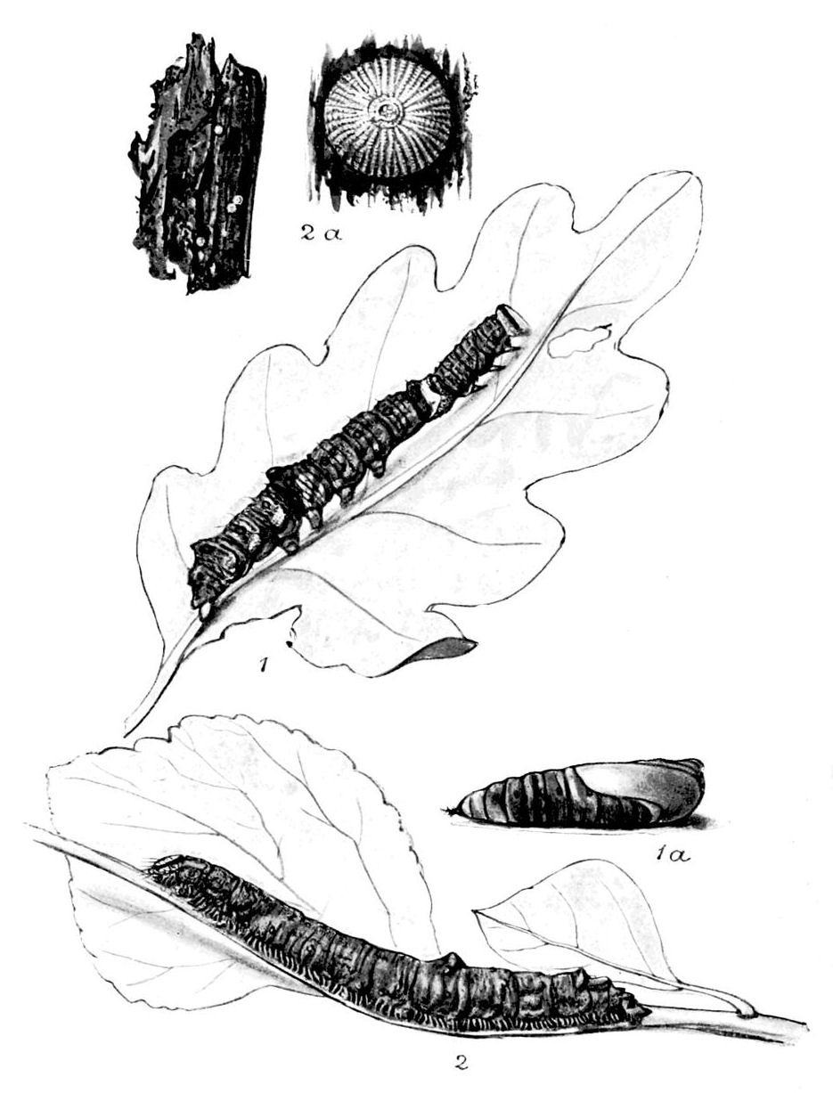 Plate 33