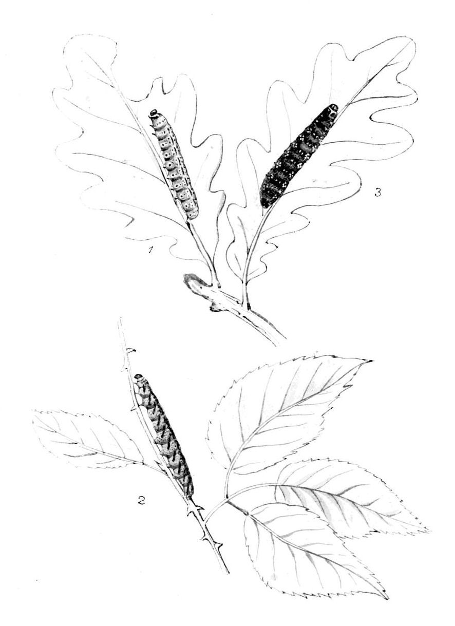 Plate 34