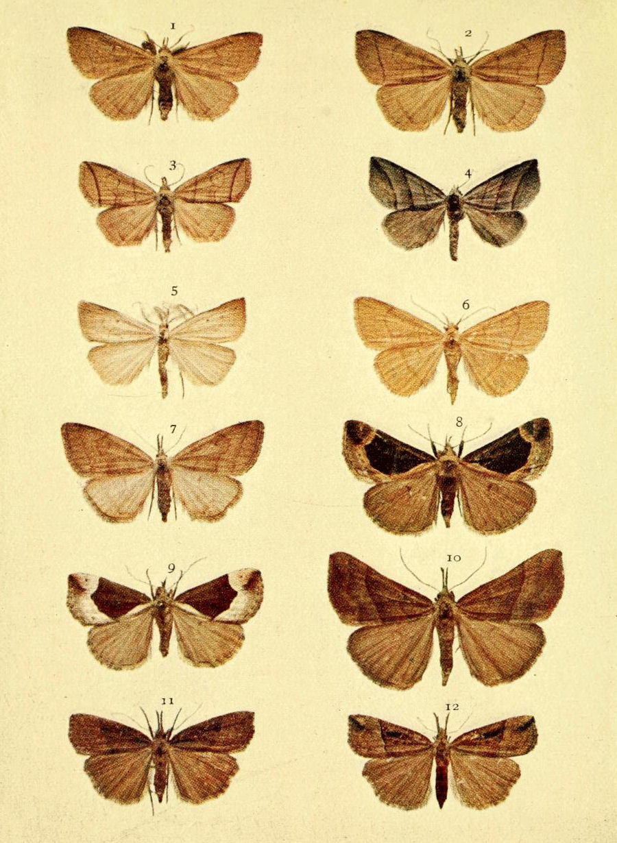 Plate 35