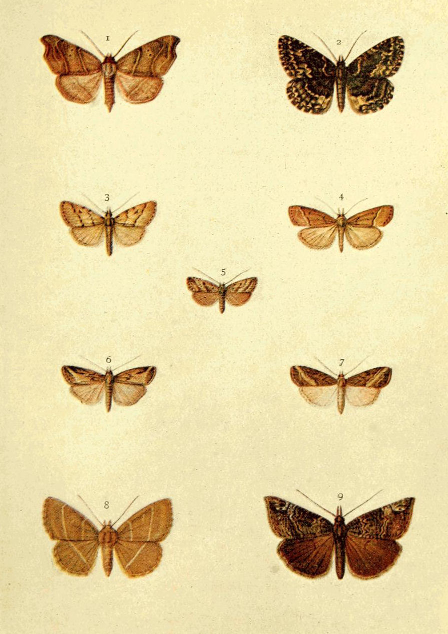 Plate 36