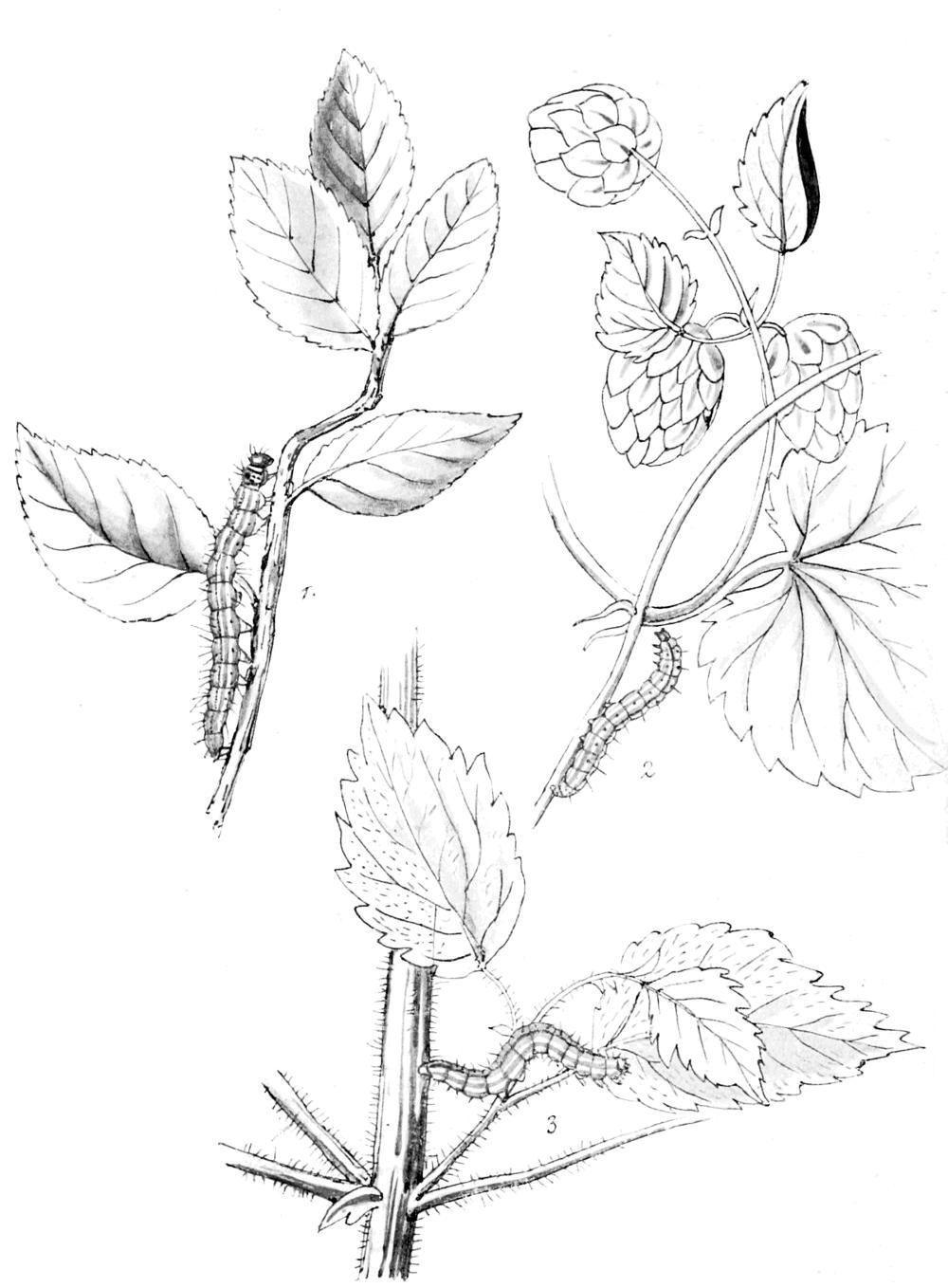 Plate 37