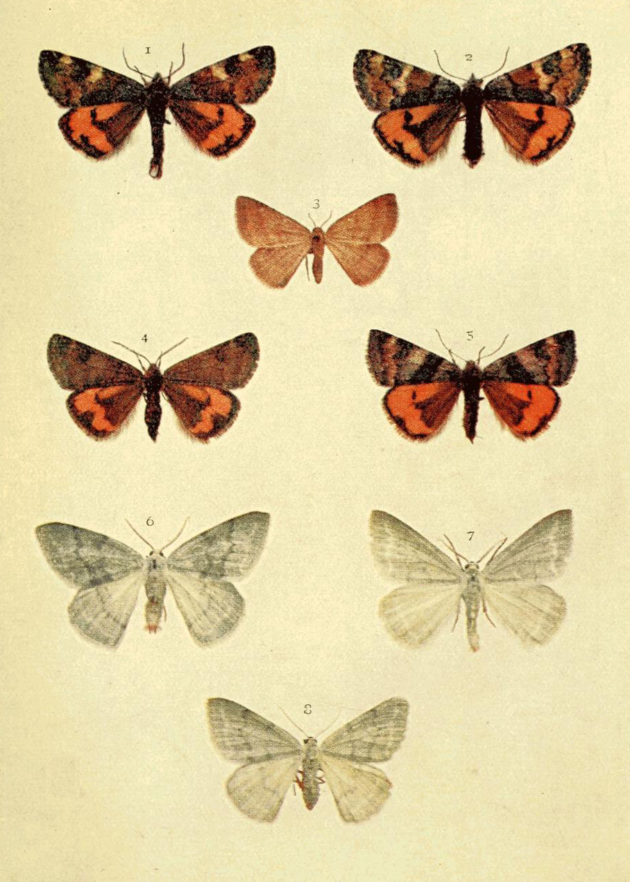 Plate 38