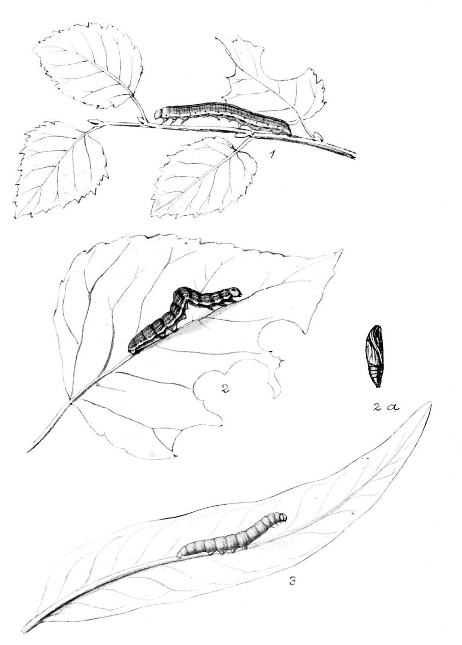 Plate 39