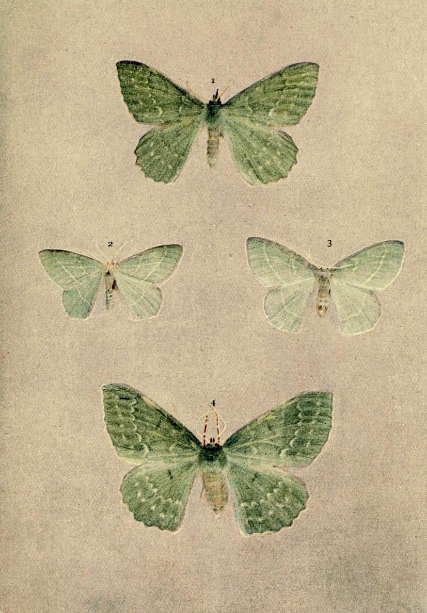 Plate 40