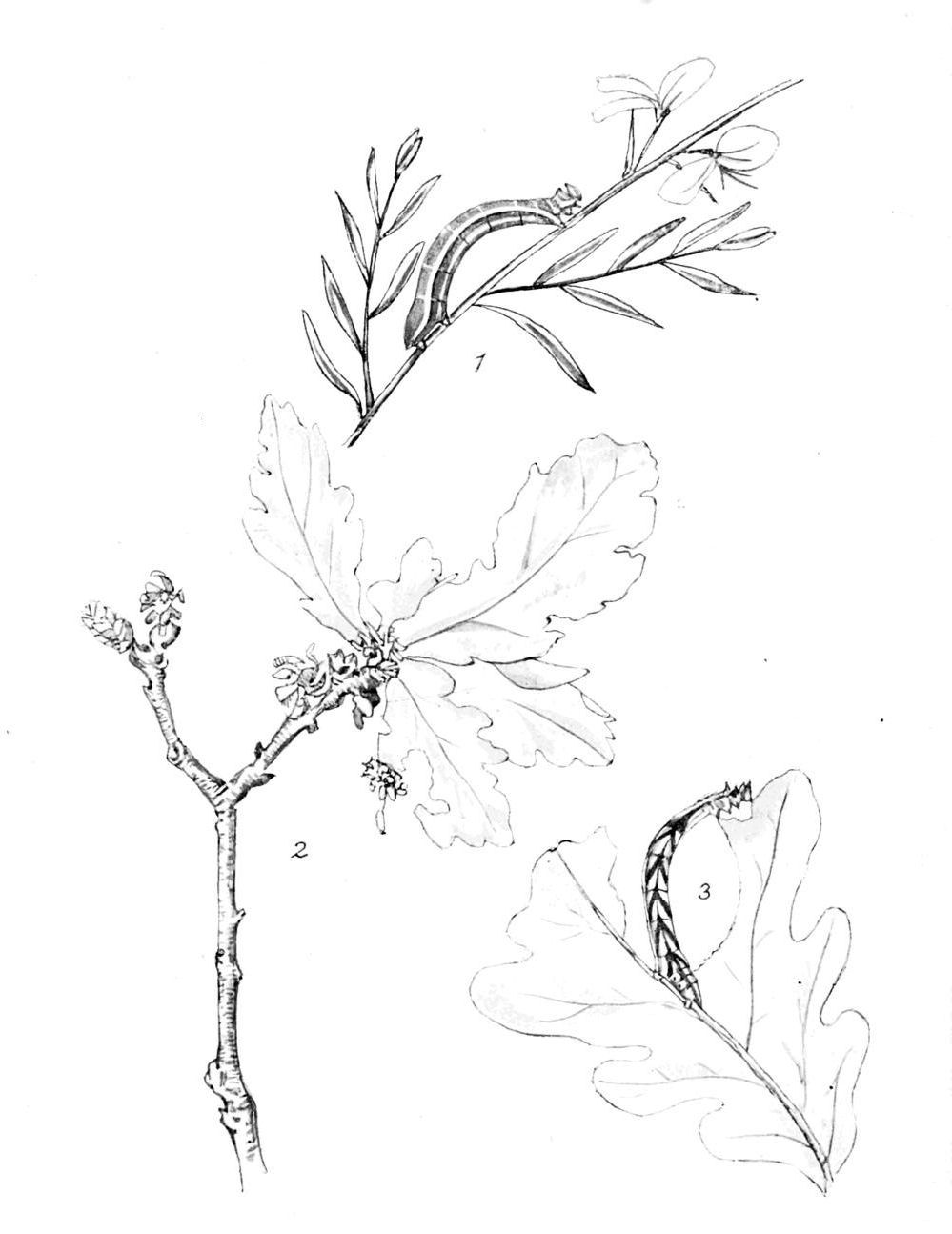 Plate 41