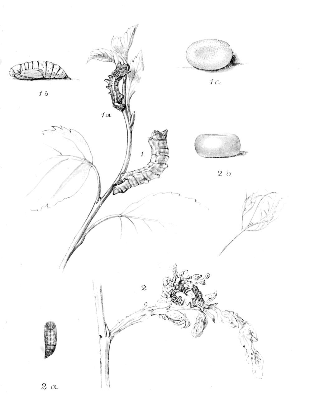 Plate 42