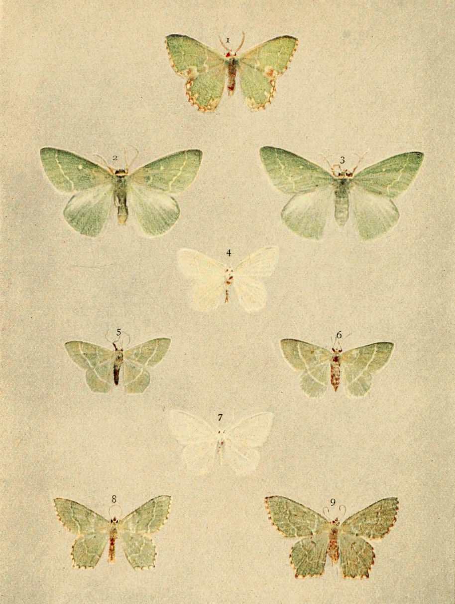 Plate 43