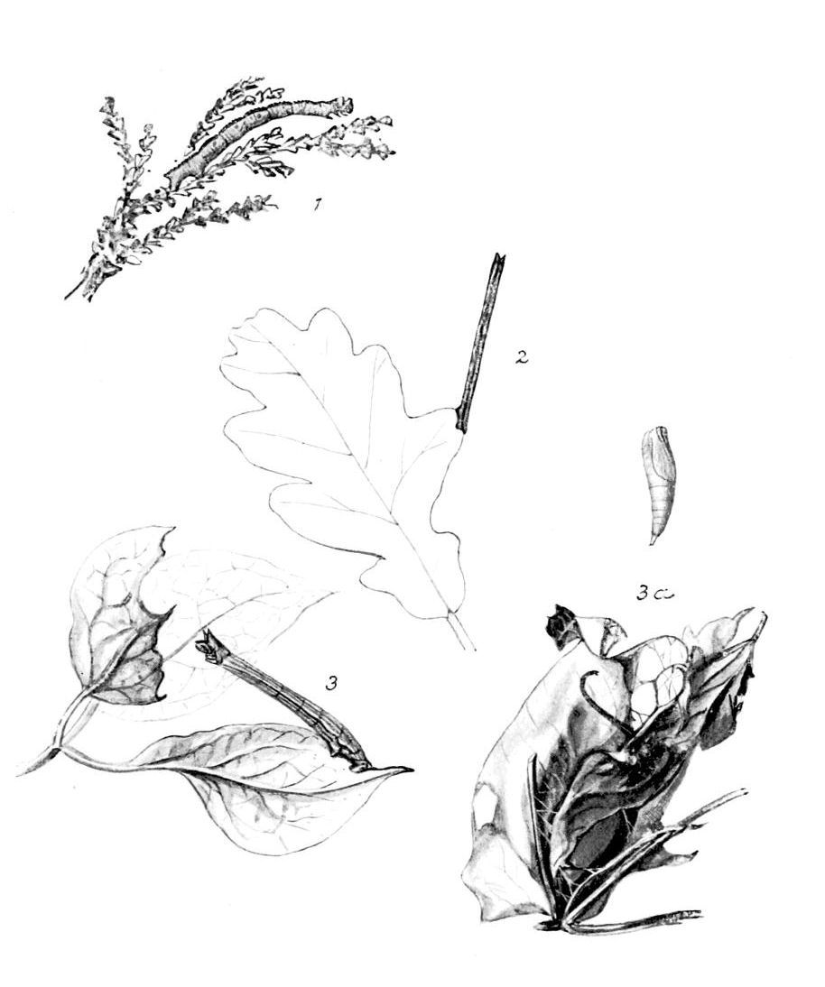 Plate 44