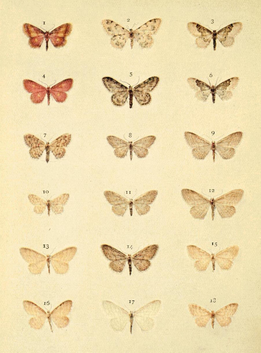 Plate 45