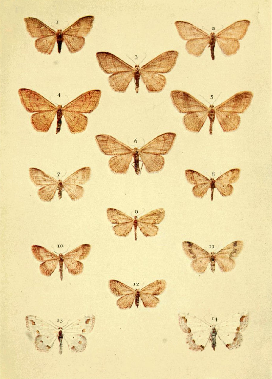 Plate 46