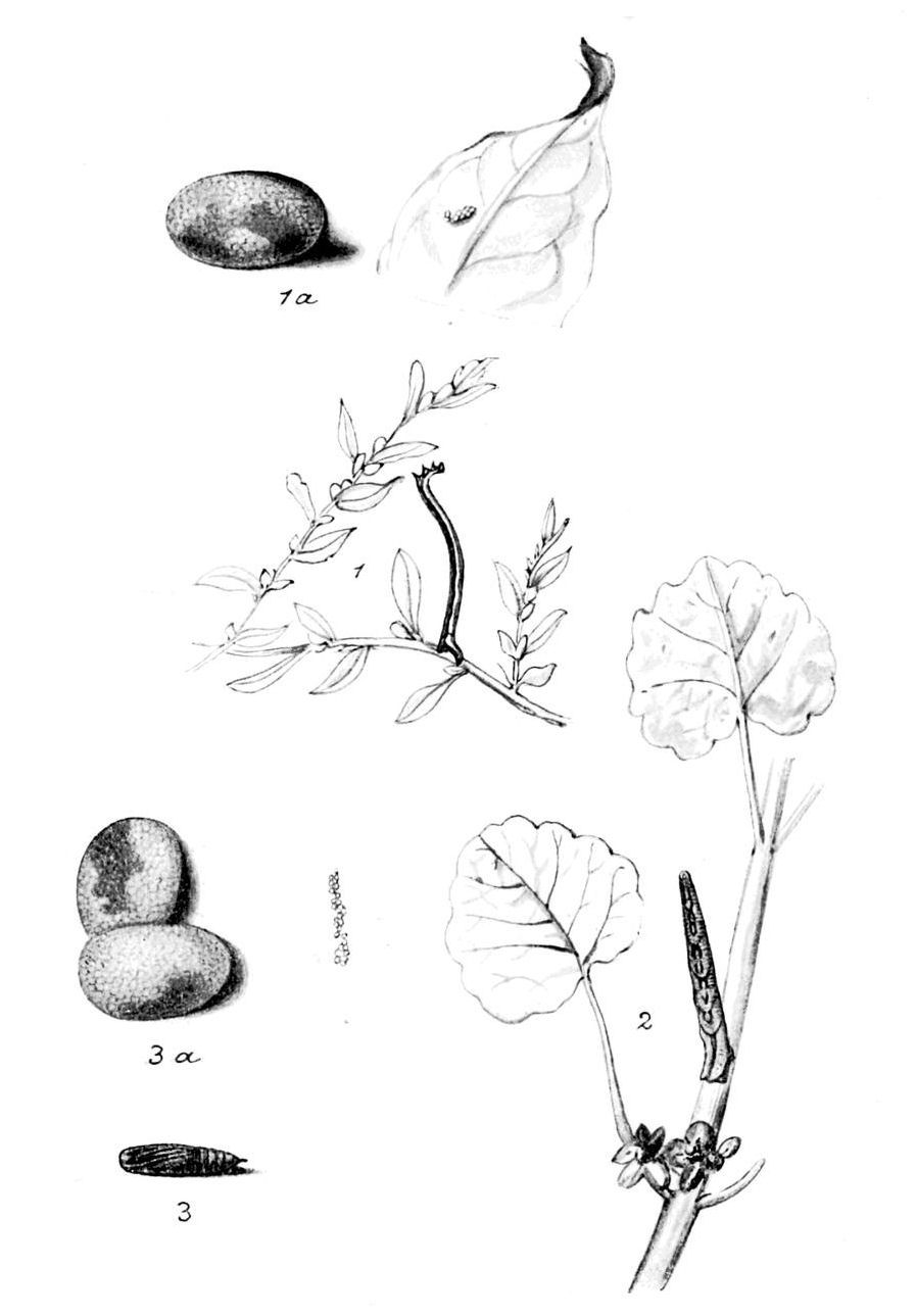 Plate 47