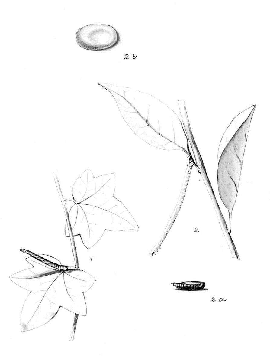 Plate 48