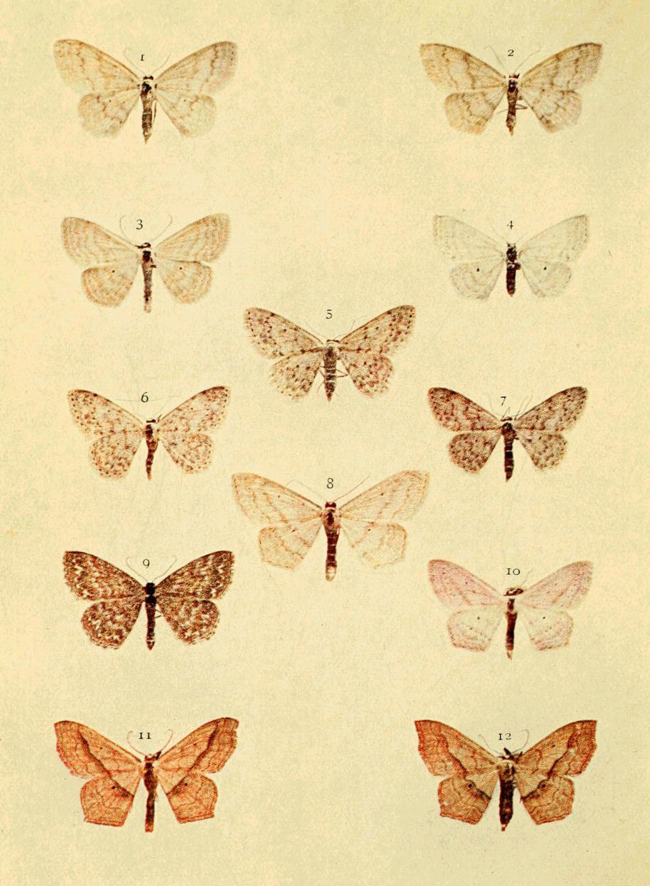 Plate 49