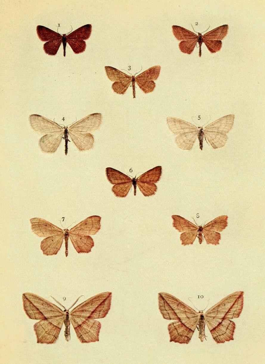 Plate 50