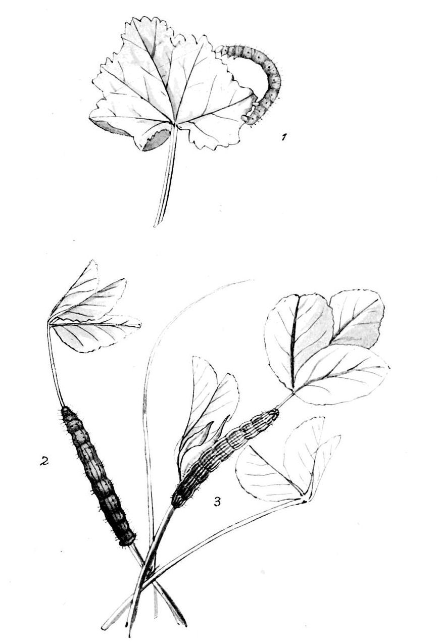 Plate 52