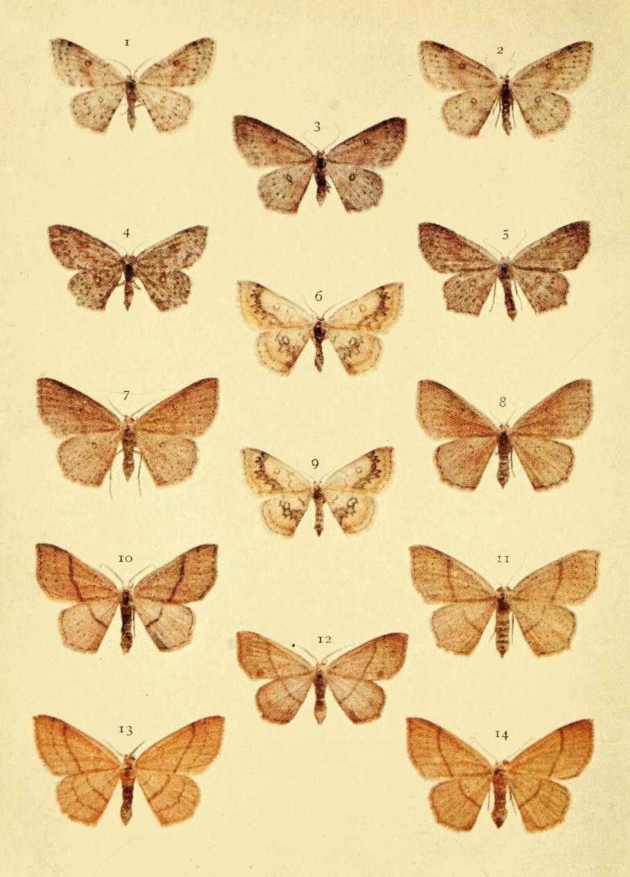Plate 53
