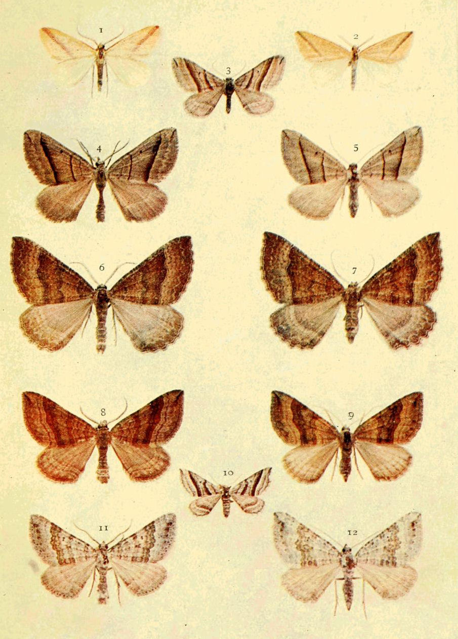 Plate 54