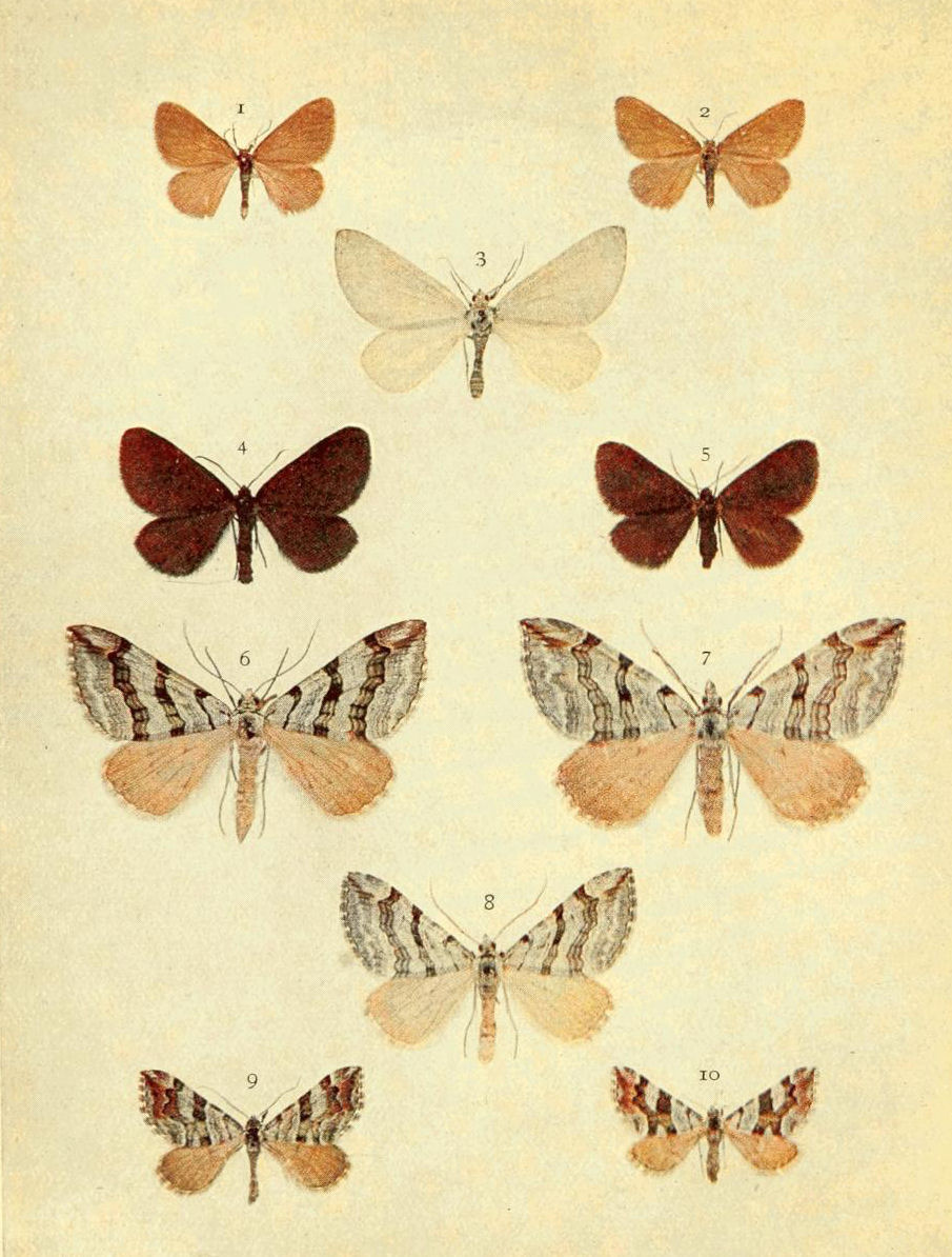 Plate 55