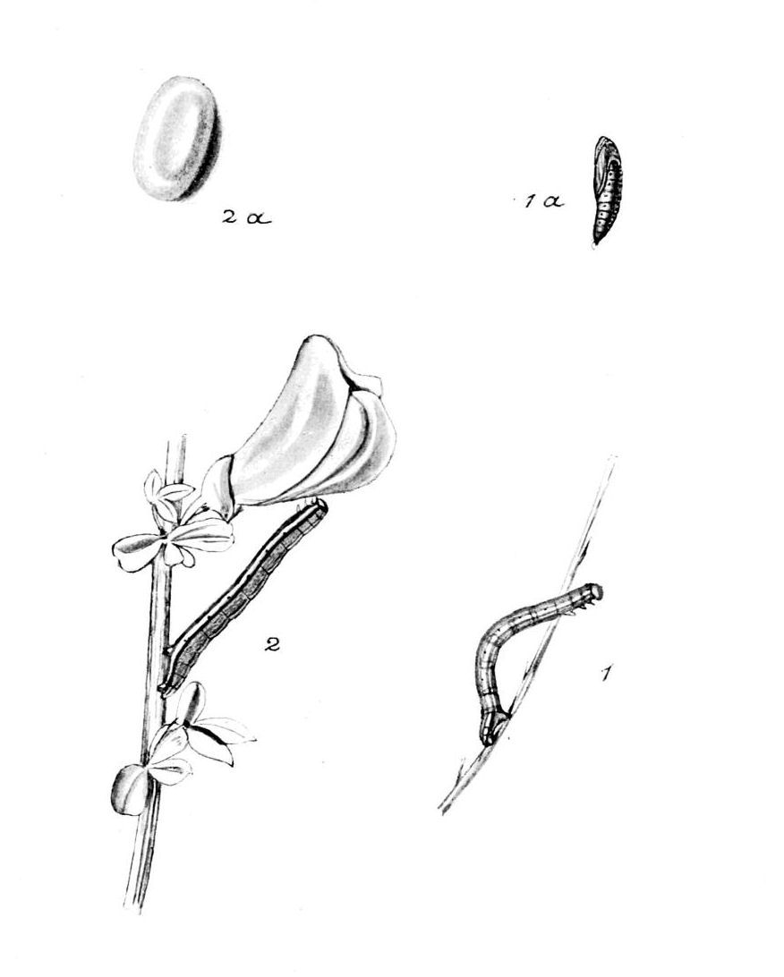 Plate 56