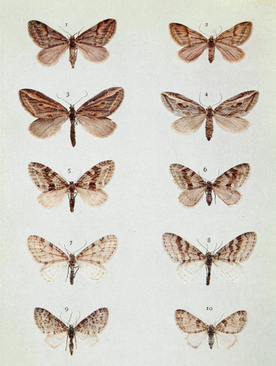Plate 57