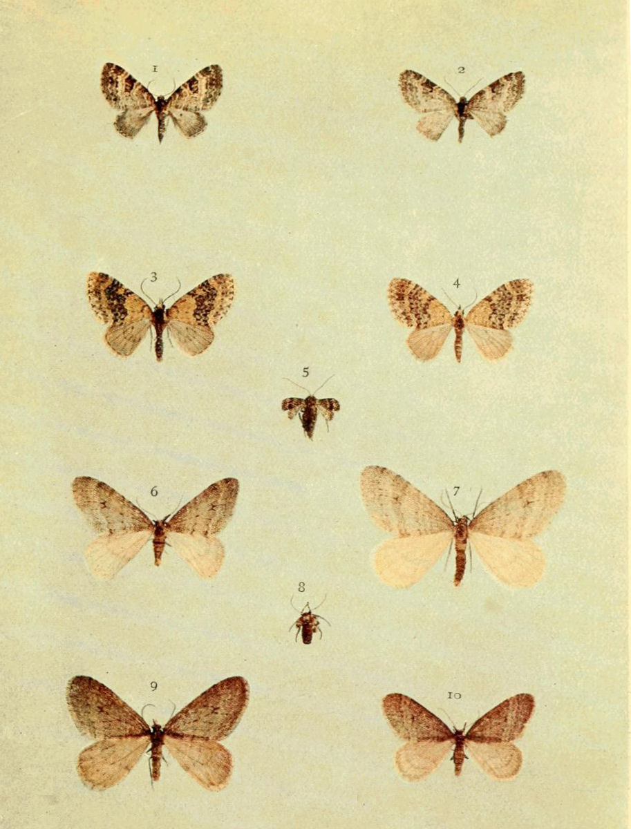 Plate 58
