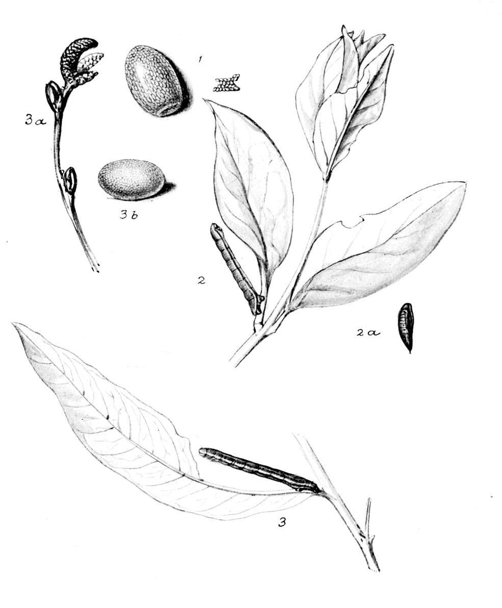 Plate 59