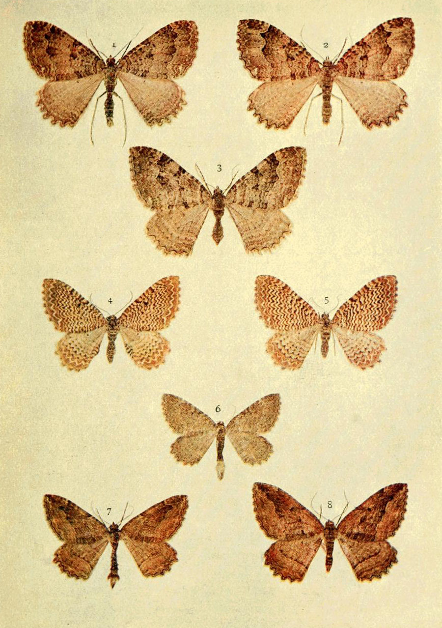 Plate 60
