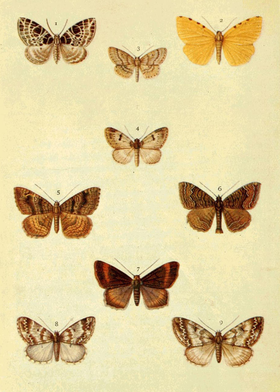Plate 61