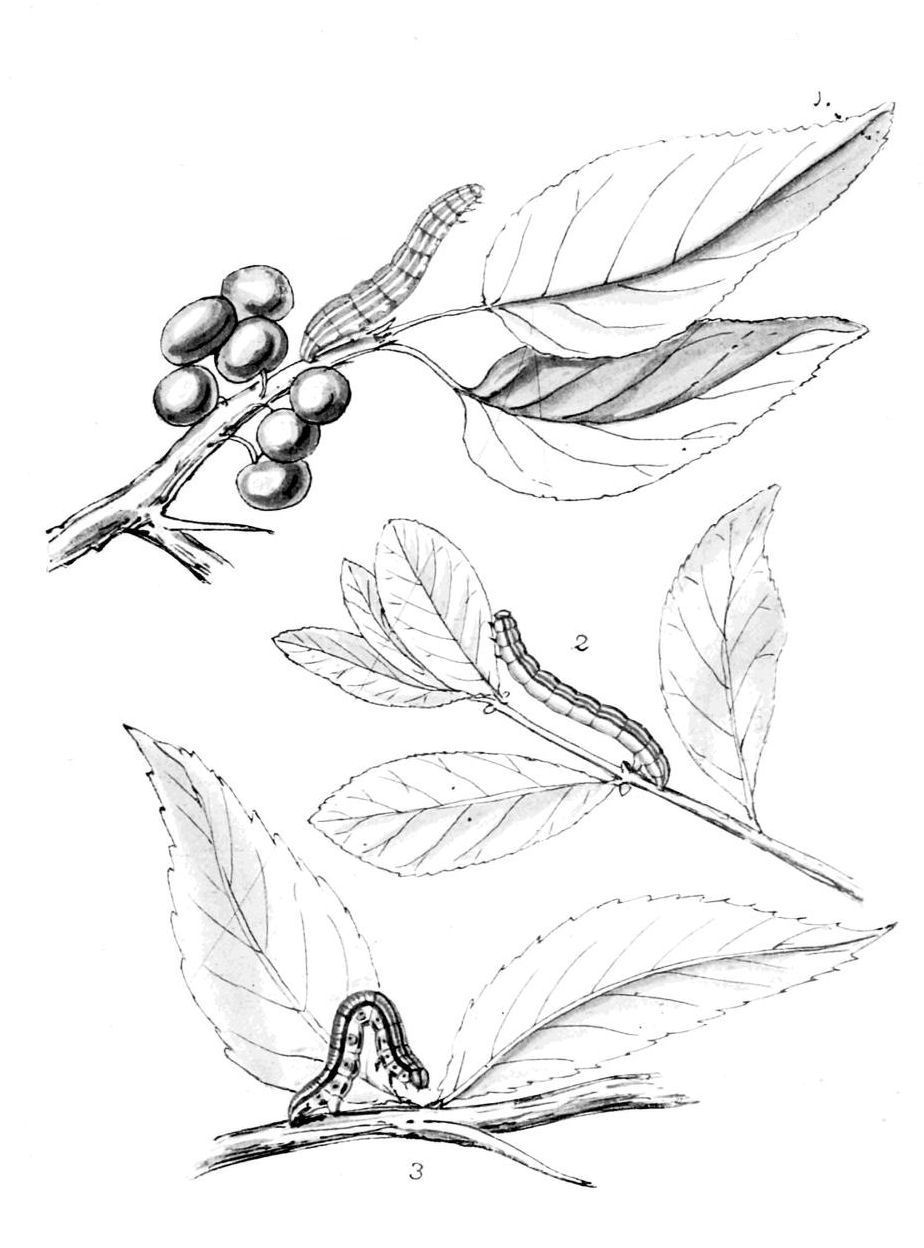 Plate 62