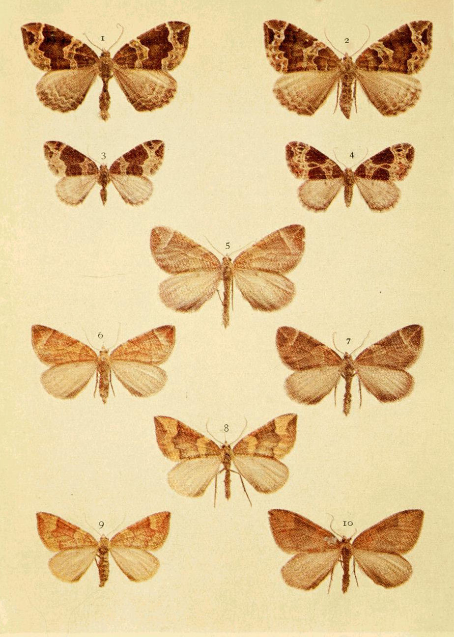 Plate 63