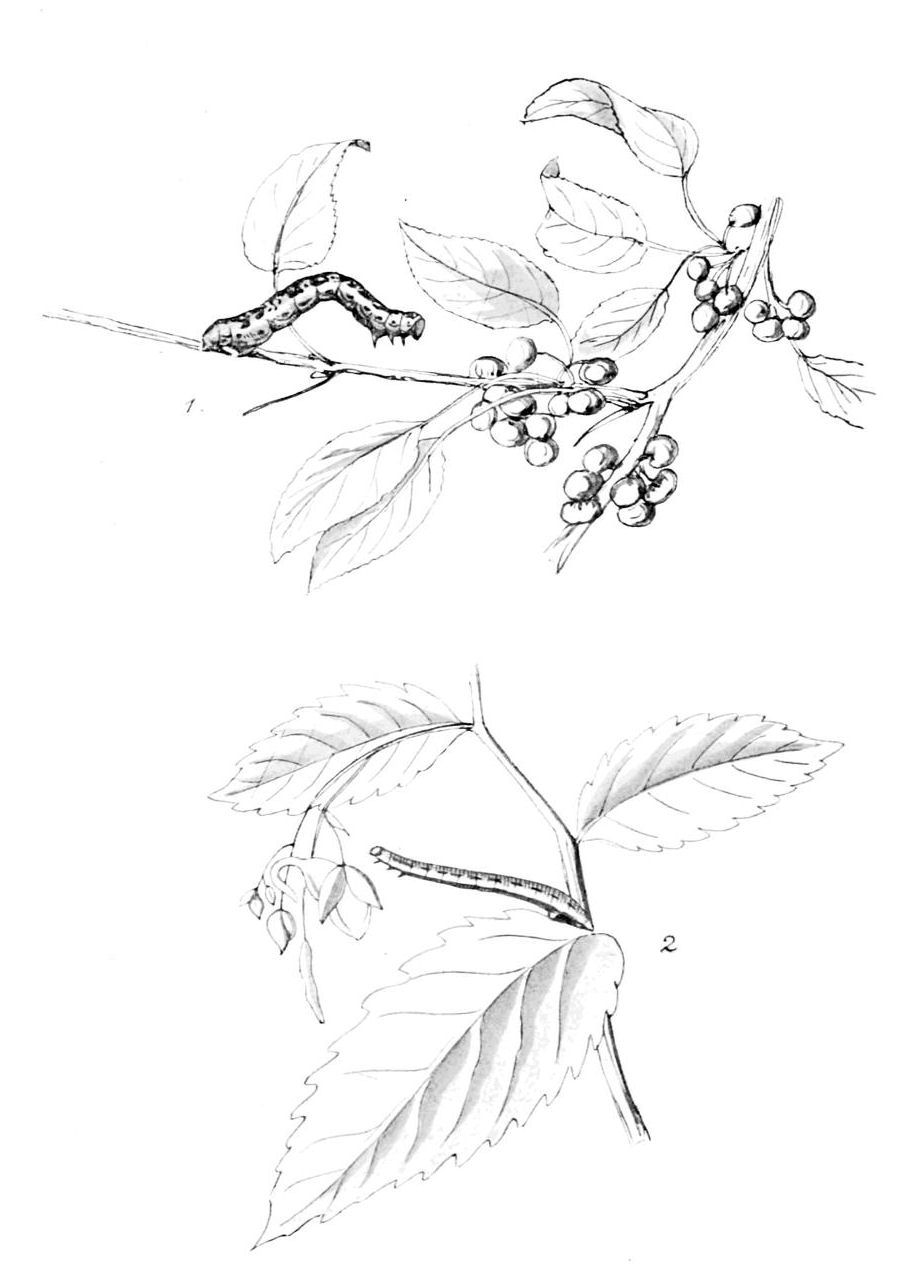 Plate 64