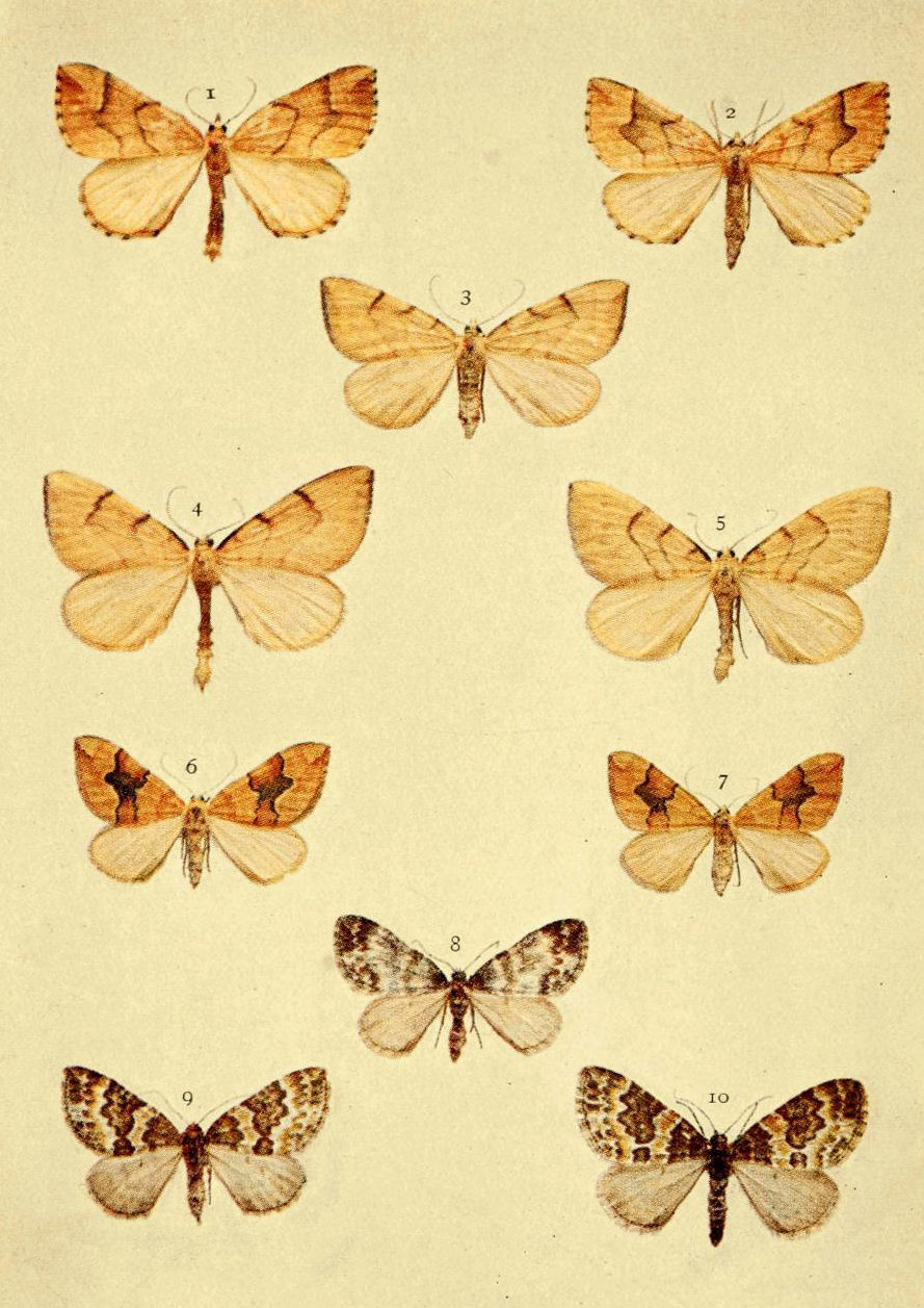Plate 65