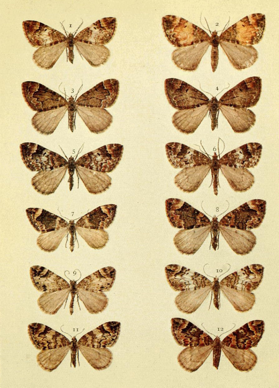 Plate 66