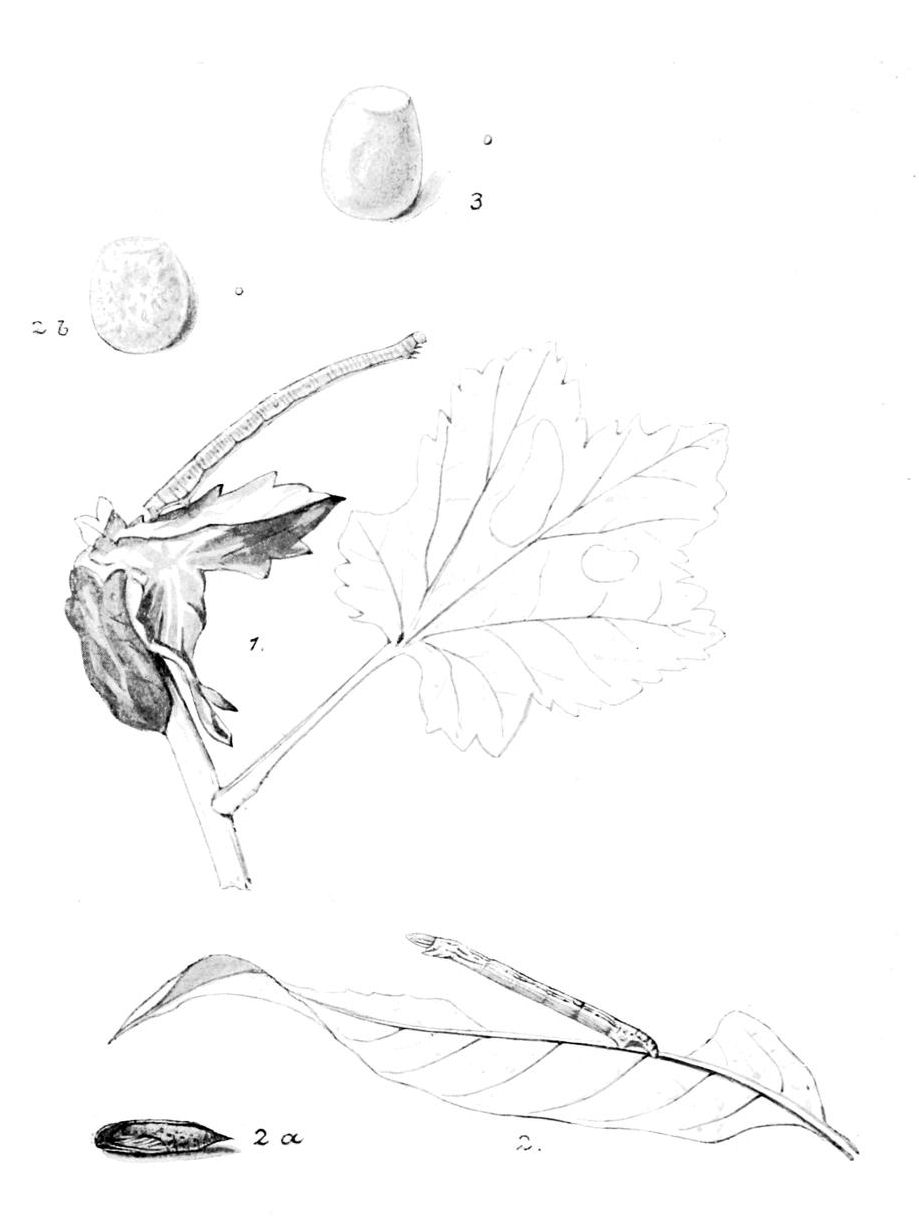 Plate 67