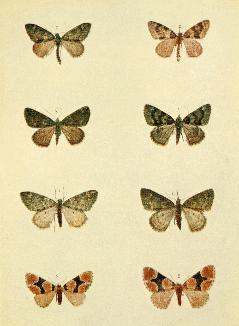 Plate 68