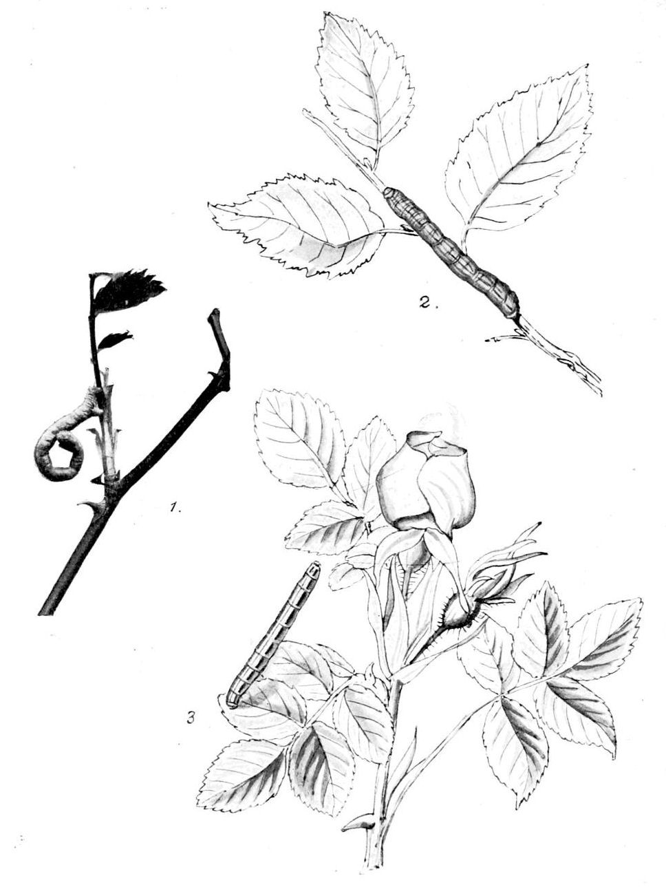 Plate 69