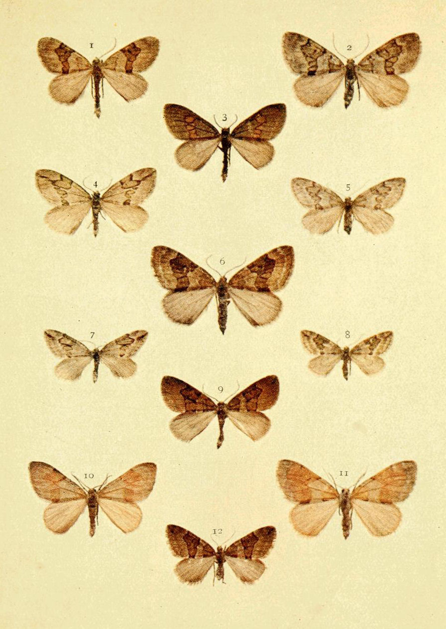 Plate 70