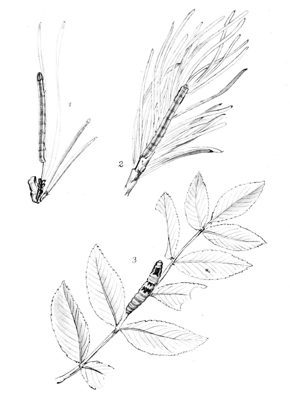 Plate 71