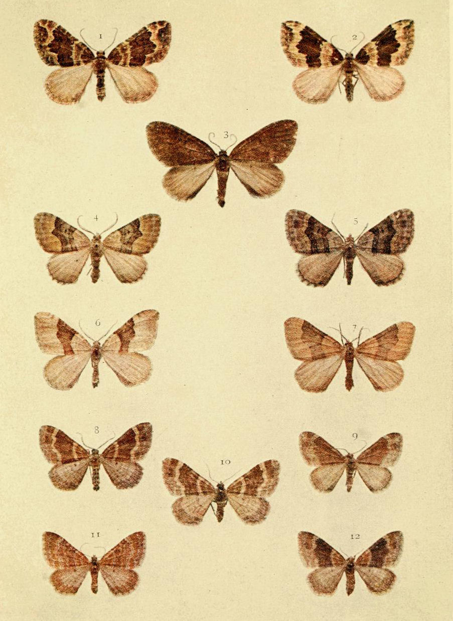 Plate 72