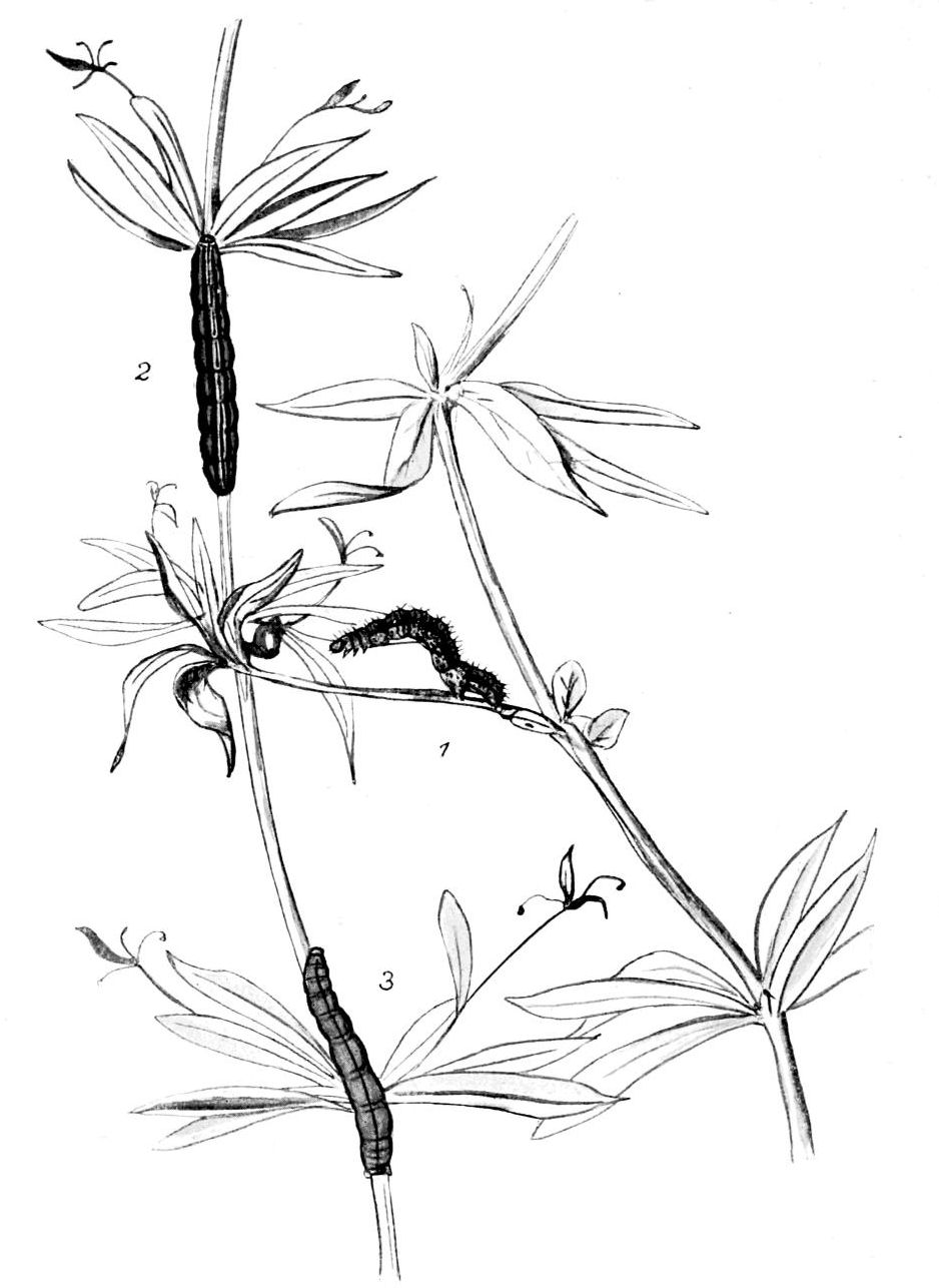 Plate 73
